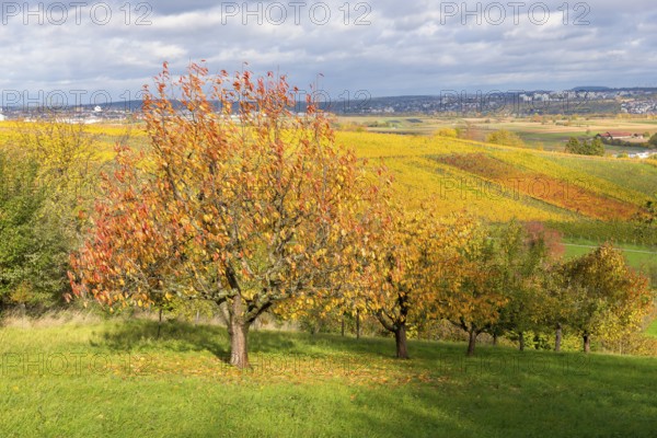Trees covered with leaves in a slightly hilly autumn landscape, near Strümpfelbach im Remstal,
