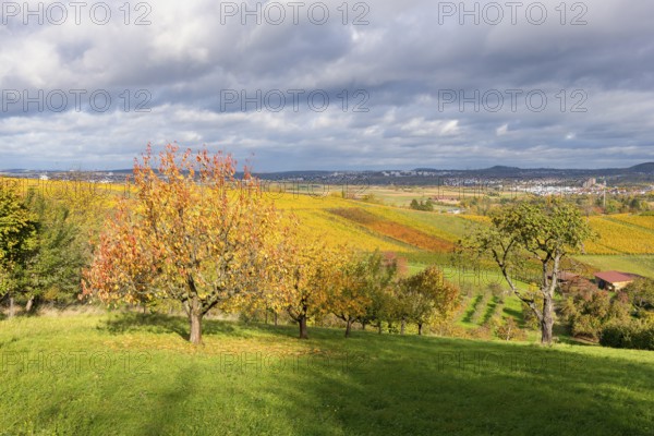 Autumn trees in hilly landscape under cloudy sky, near Strümpfelbach im Remstal, Baden-Württemberg,