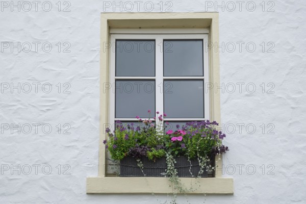 Modern white window with flower box full of colorful blooming plants, Münsterland, North