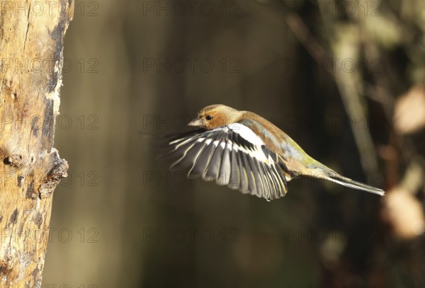 Chaffinch (Fringilla coelebs) male in flight, approach to forage wood, winter feeding, Allgäu,