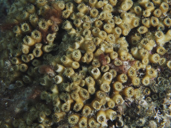 Close-up of lawn coral (Cladocora caespitosa) with detailed patterns on the seabed in the