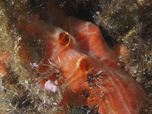 Orange horned sponge (Agelas oroides) with two openings, surrounded by marine growth and plants in
