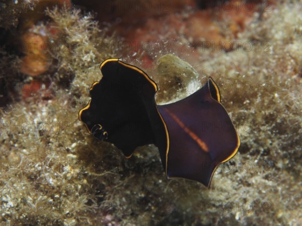 Black yellow-burn flatworm (Prostheceraeus splendidus), swirl worm, with yellow border on