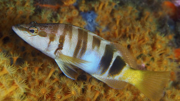 Colourful fish with stripes, bass (Serranus scriba), swimming near a bright yellow reef in the