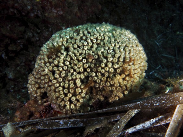 Lawn coral (Cladocora caespitosa) with many openings on the seabed in the Mediterranean near
