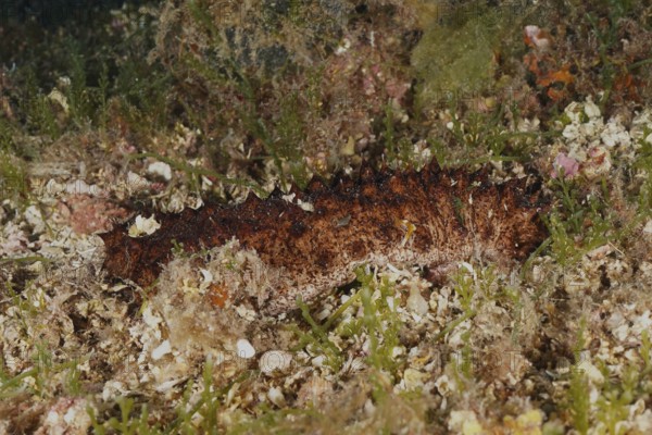 Brown tubular sea cucumber (Holothuria tubulosa), sea cucumber, on the seabed, surrounded by plants