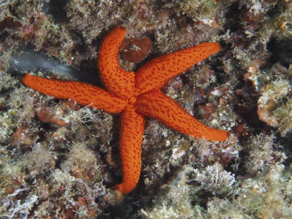 Bright red starfish (Echinaster sepositus) rests on a coral reef on the ocean floor in the