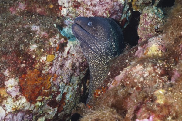 Mediterranean moray eel (Muraena helena) looks out of colorful rock outcrop in the sea, in the