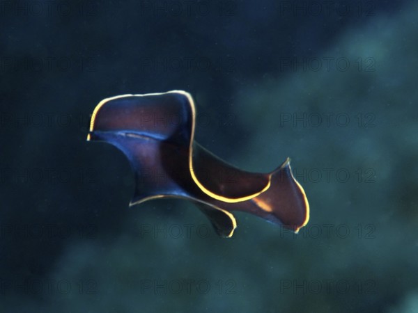 Mysterious black yelburn flatworm (Prostheceraeus splendidus), swirl worm, with simple yellow edges