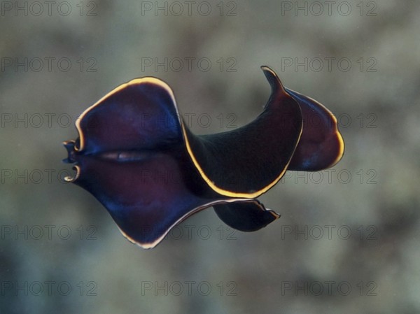 Curved black yelburn flatworm (Prostheceraeus splendidus), swirl worm, with bright yellow