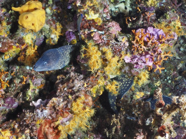 A Mediterranean moray eel (Muraena helena) moves through a rich coral reef with orange-yellow