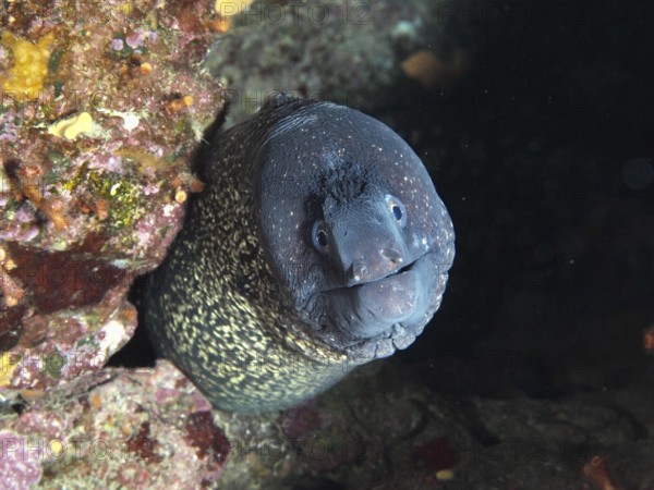 Close-up of a Mediterranean moray eel (Muraena helena) curiously looking out of a dark hole, in the
