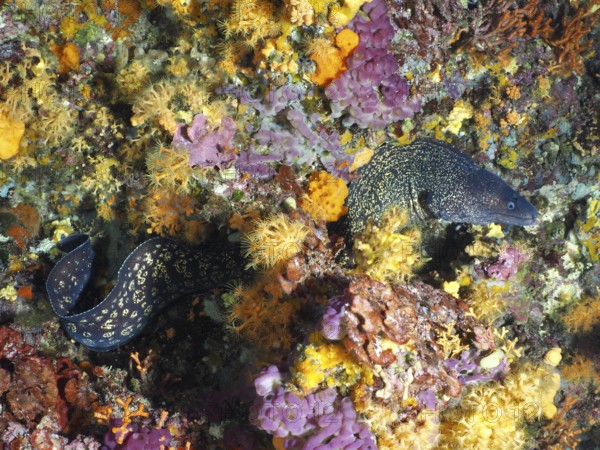 Mediterranean moray eel (Muraena helena) snakes through glowing corals surrounded by yellow and