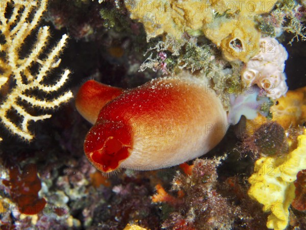 Red sea silk (Halocynthia papillosa) surrounded by corals and colorful underwater vegetation in the