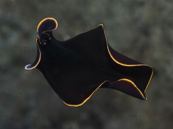 Elegant black yelburn flatworm (Prostheceraeus splendidus), swirl worm, with glowing yellow edge in