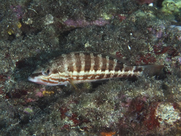 Striped fish, sawbass (Serranus cabrilla), among algae on the seabed in the Mediterranean near