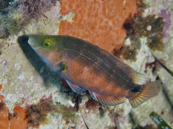 A Mediterranean wrapfish (Symphodus mediterraneus) swims underwater next to an orange wall, in the