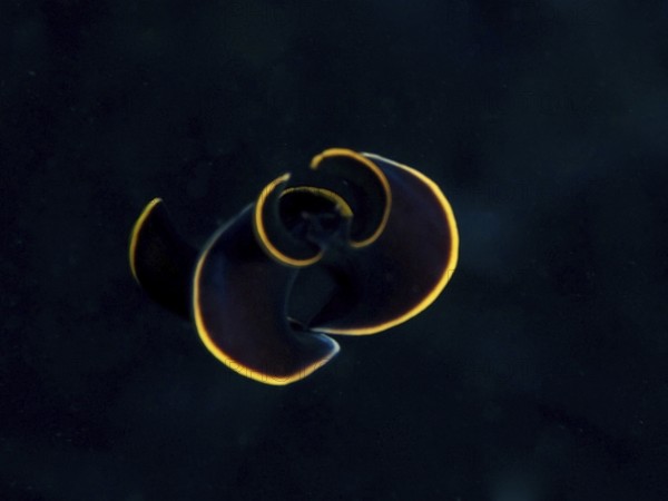 Black yellow-burn flatworm (Prostheceraeus splendidus), swirl worm, with shimmering yellow edge in