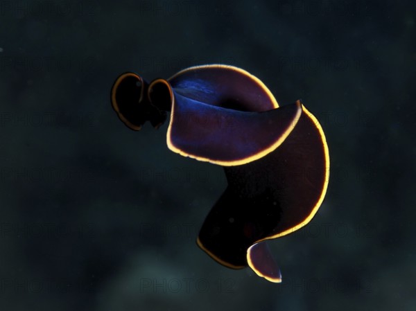 Black yellow-burn flatworm (Prostheceraeus splendidus), swirl worm, with curved body and yellow