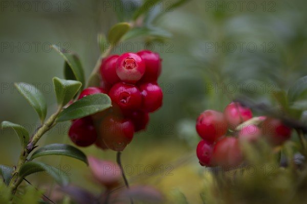 Ripe cranberries (Vaccinium vitis-idaea), forest, Sweden