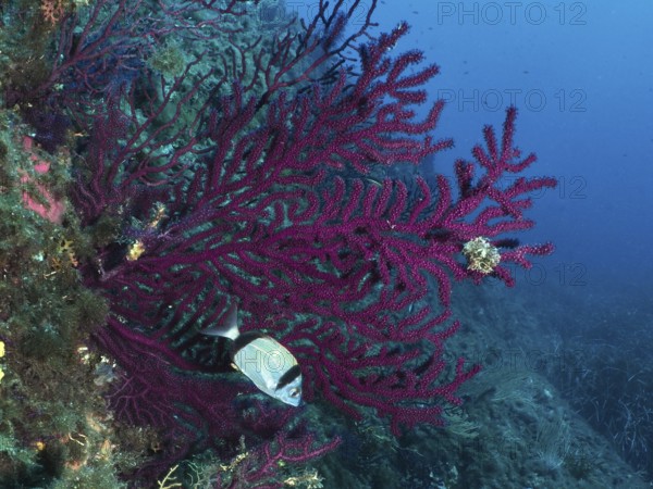 Underwater scene with color-changing gorgonia (Paramuricea clavata) and two-banded bream (Diplodus