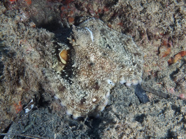 Octopus, common octopus (Octopus vulgaris), well camouflaged on the seabed in sandy surroundings in
