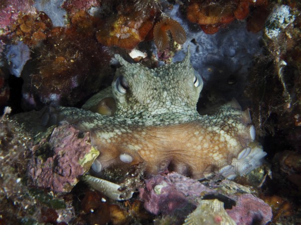 Octopus, common octopus (Octopus vulgaris), perfectly camouflaged in the rocky underwater