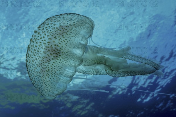 A jellyfish (Pelagia noctiluca) floats under water in the Mediterranean Sea near Hyères, Giens
