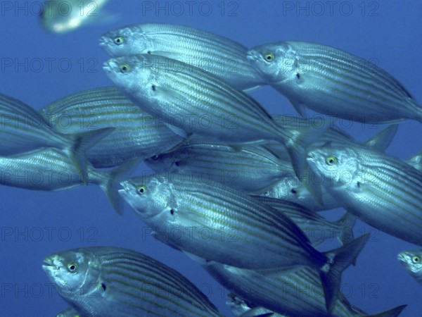 A swarm of striped fish, gold welts (Sarpa salpa), swims synchronously in deep blue water in the