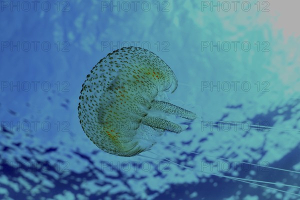Shimmering jellyfish (Pelagia noctiluca) floats in blue water in the Mediterranean near Hyères,