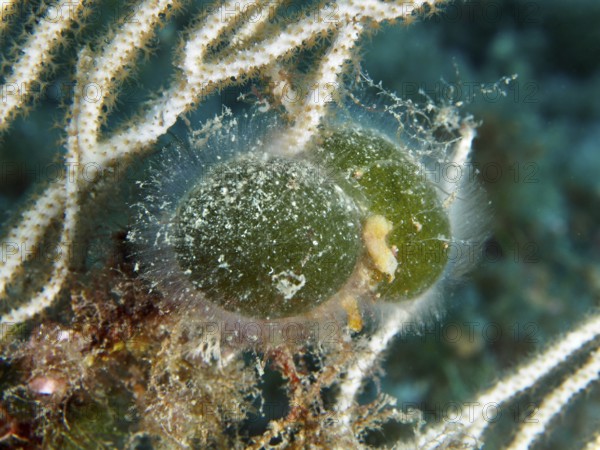 Two green specimens of sea ball, ball algae (Codium bursa), algae, with fine hairs in the
