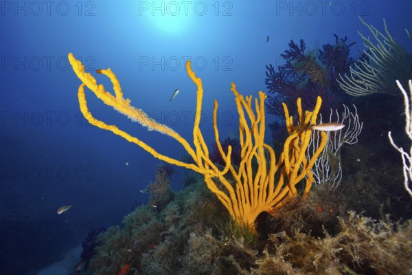Underwater view of orange holey antler sponge (Axinella polypoides), sea sponge, in light.