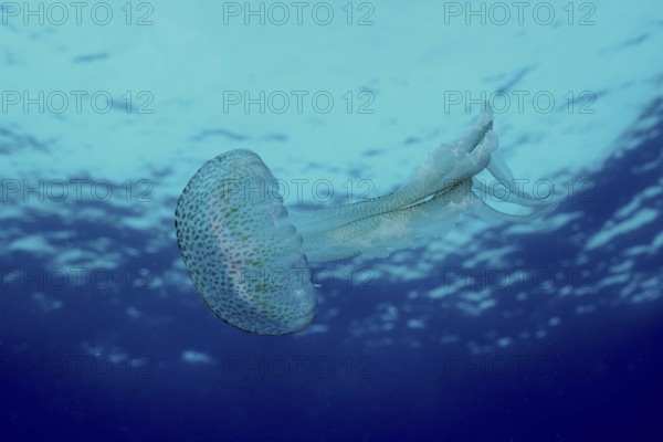 A jellyfish (Pelagia noctiluca) floats calmly in the turquoise water of the ocean in the