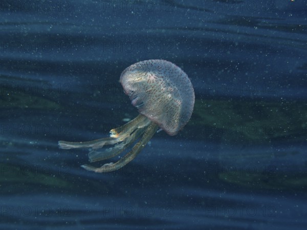 A shimmering jellyfish (Pelagia noctiluca) moves gently through the water in the Mediterranean near