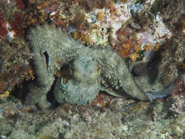 Octopus, common octopus (Octopus vulgaris) camouflaged in a rocky underwater landscape in the