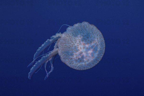 A jellyfish (Pelagia noctiluca) swims with gentle movements underwater in the Mediterranean near