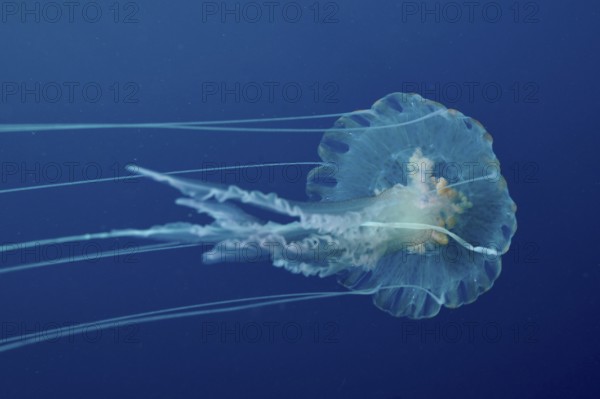 Transparent jellyfish (Pelagia noctiluca) floats gently across the Mediterranean near Hyères, Giens
