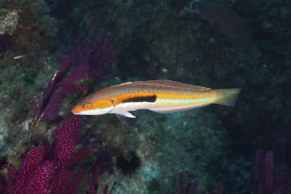 A colorful mermaid (Coris julis) swims next to vivid purple corals in the Mediterranean near