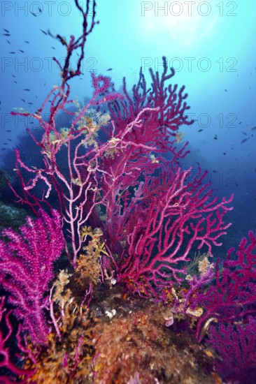 Vivid color-changing gorgonia (Paramuricea clavata) in the blue ocean under bright sunlight in the