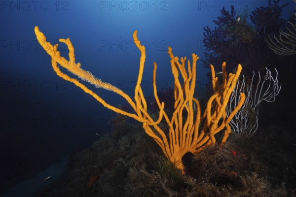 Bright orange holey antler sponge (Axinella polypoides), sea sponge, rising in a deep blue