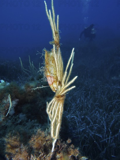 Egg capsule of large spotted cat shark (Scyliorhinus stellaris) attached to white gorgony