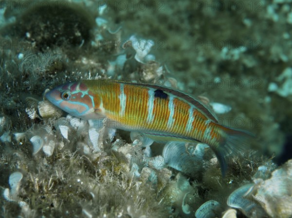 A striped fish, sea peacock (Thalassoma pavo), swims across a reef bed covered with funnel algae in