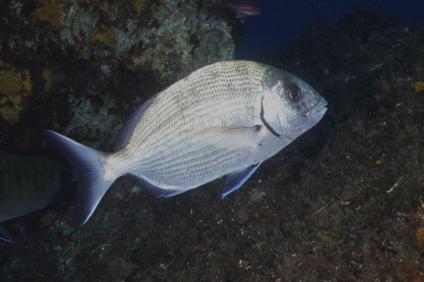 Silver-colored fish, large goat bream (Diplodus sargus sargus), swimming near a rocky underwater