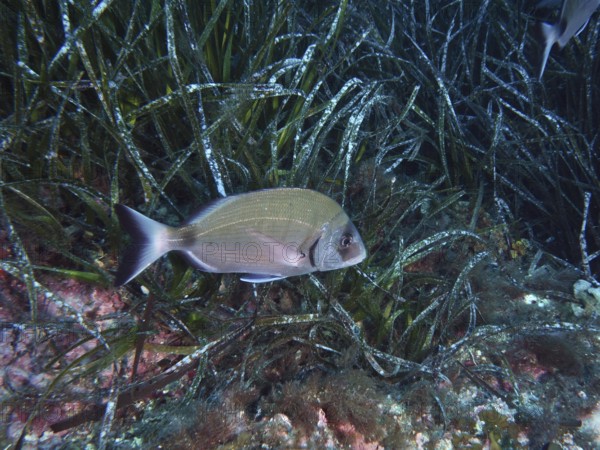 A silver-colored fish, large goat bream (Diplodus sargus sargus), swims through dense clusters of