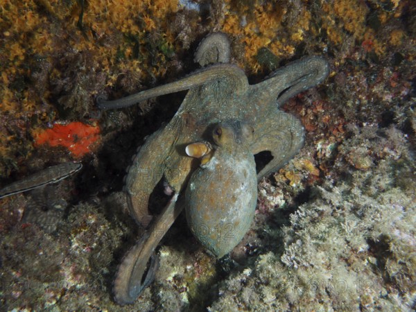 Octopus, common octopus (Octopus vulgaris), hiding in a reef full of seaweed and rocks in the