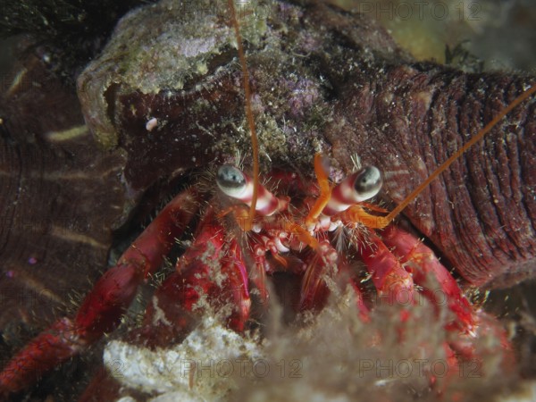 Close-up of Great Red Hermit Crab (Dardanus calidus) with focused eyes and long tentacles in the