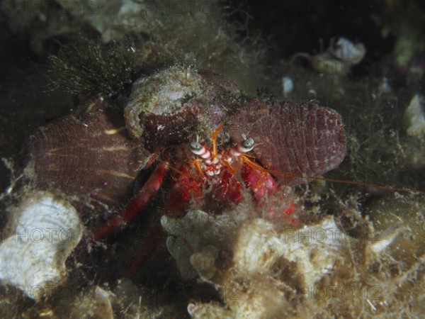 A large red hermit crab (Dardanus calidus) with prominent eyes and brown sea anemones on the seabed