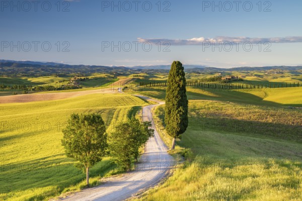 Road with single cypress (Cupressus) leads through landscape with hilly fields and country estate,