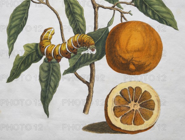 Orange, orange tree, caterpillar, transformation, hand-colored copper engraving by Maria Sybilla