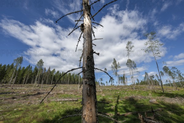 Single spruce trunk, cleared forest area, forestry, timber industry, timber trade, near Sunne,